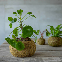 Kokedáma japán mohagömb, virágtartó, 19 cm