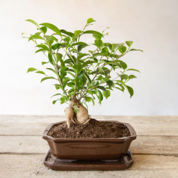 Kerámia bonsai cserép, 26 cm