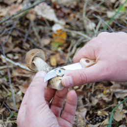 Összecsukható gomba kés, kefével, 21 cm