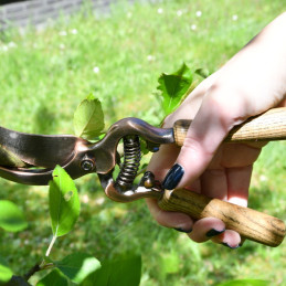 Rézzel bevont metszőolló, kőrisfa nyéllel, 20,5 cm