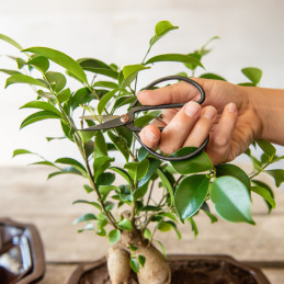 Fekete acél bonsai olló, 11 cm