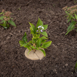 Juta növényvédő korong, 9 cm átmérőjű