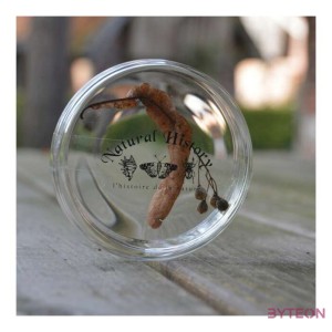 Petri csésze, 120 ml