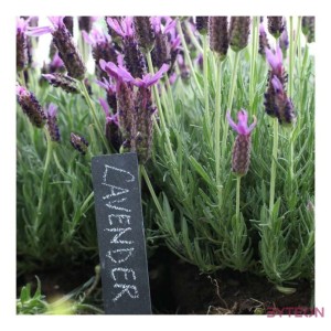 Pala növény jelölő szett, 6 db-os, 19 cm