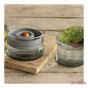 Avokádó csíráztató tál újrahasznosított üvegből