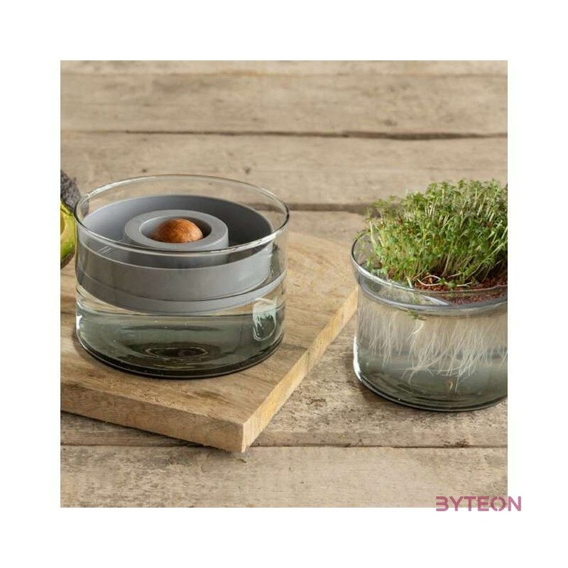 Avokádó csíráztató tál újrahasznosított üvegből