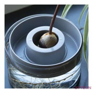 Avokádó csíráztató tál újrahasznosított üvegből