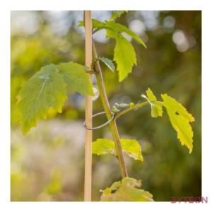 Fém növény gyűrű szett, 40 db-os